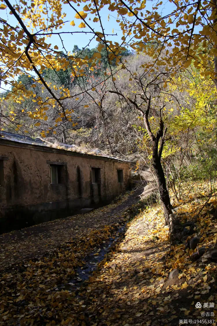 深秋～门头沟斜河涧村广化寺遗址千年古银杏树
